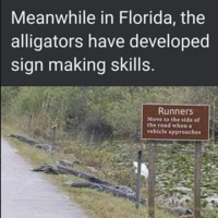 WORKING_reallife_alligator_meme.jpg