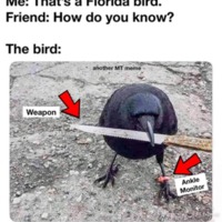 MASTER_reallife_bird_meme.jpg