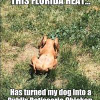 Master_Reallife_Floridaheat_meme.jpg