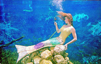 vf_hp005w_ww.jpg