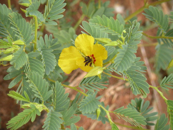A medium range photo of a single partridge pea flower,  surrounded by several compound leaves.