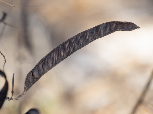 The background of the picture is blurred so the partridge pea seedpod is the only in focus item in the picture. It is dark brown and dry looking, perhaps ready for harvest. The surface texture is bumpy, giving a sense of how many seeds are inside the pod.