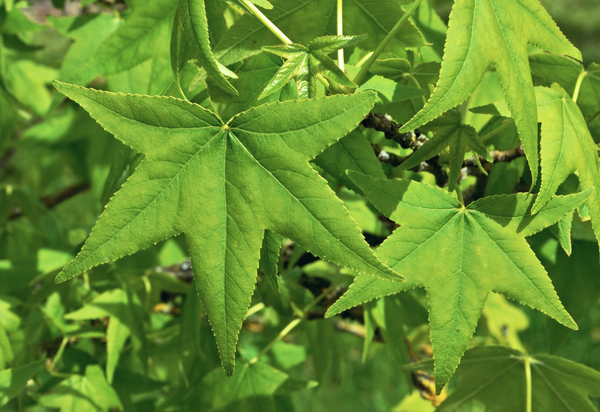 Several Sweetgum leaves. The leaves have 5 lobes, which are steep and pointed.