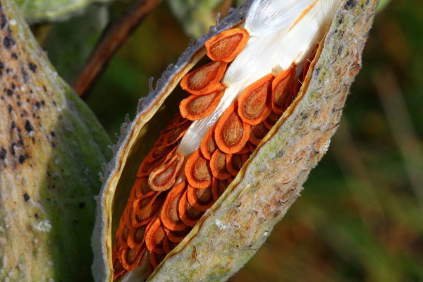 Photo of butterfly weed seedpod. The seedpod's outer shell is split open so the seeds inside are revealed. Each tear-drop shaped seed has a bright orange edge with a dark orange center, and is attached to several white silk filaments.