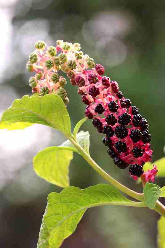 A photo of the pokeweed fruit with a few leaves visible.