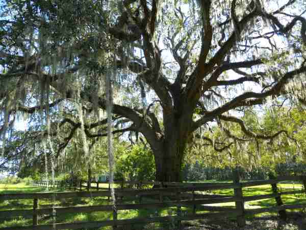 A photo of a live oak tree, taken from enough of a distance to show most of the tree. The trunk and central branches are visible, but the tips of the branches extend outside the image so you do not see the full height or width of the tree.