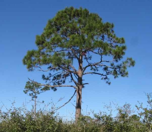 Photo of Slash Pine tree. The photo is taken from enough of a distance that the entire tree is visible. The branches start about halfway up the trunk and form a domed shape.