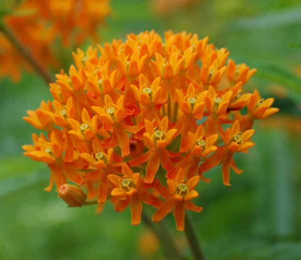 Photo of butterflyweed flowers. Individual flowers are small, orangey-red with yellowish-green centers. The flowers are clustered together at the end of a stem, forming a domed shape.