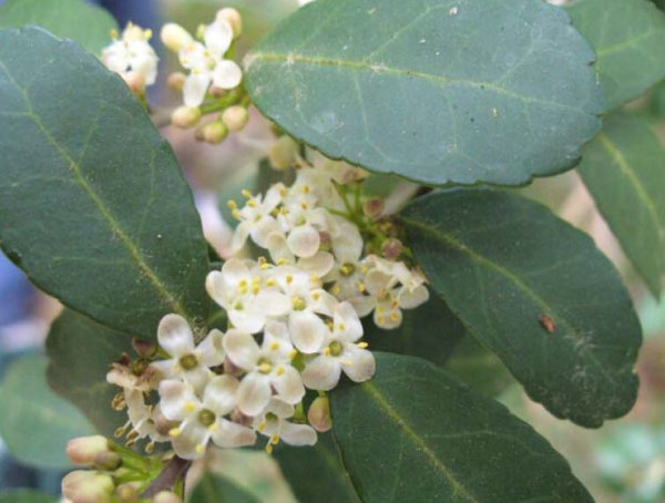 Photo of Yaupon Holly Flowers. The flowers are small, four-petaled, white with yellow centers and clustered together on a branch.