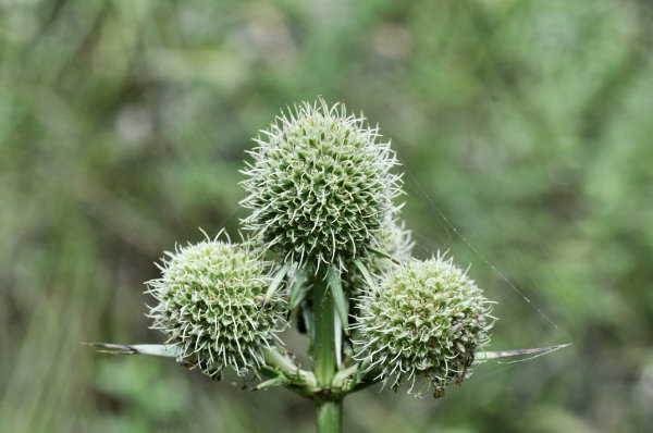 Three button snake root flowers on a single stem
