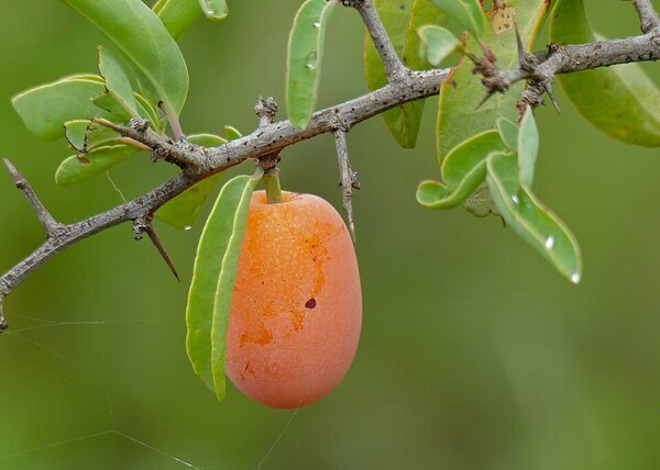 A photo depicting a single tallow wood fruit hanging from a branch, with several leaves visible. The fruit is an oblong shape, yellow where it attaches to the branch, shading into peach and pink.