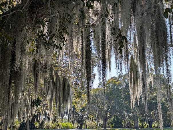 Spanish moss hanging from a tree branch