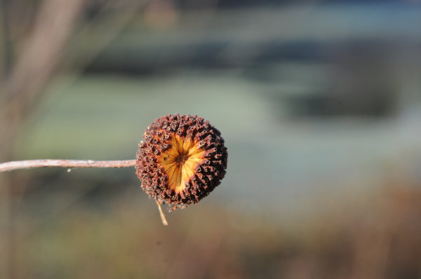 Photo of buttonbush fruit on the end of a branch, with the background blurred. The fruit is a hard spherical ball made up of many tiny nuts.