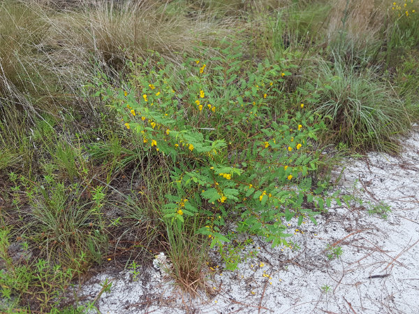A partridge pea plant growing in sandy area on the border of a grassy land. A variety of grasses are growing behind the partridge pea, but the entire partridge pea bush with multiple stems and flowers is centered in the image.