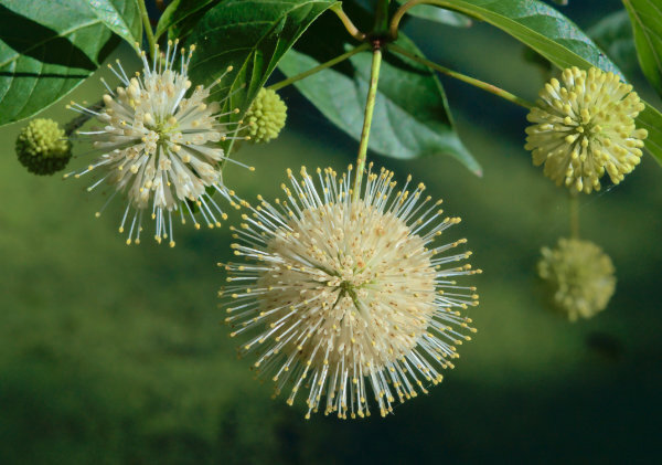 Photo of a buttonbush flower cluster. It is hanging down from a branch and is spherical. It has a solid looking center that is made of many small flowers, with a fringe of pistils extending beyond the flower petals.
