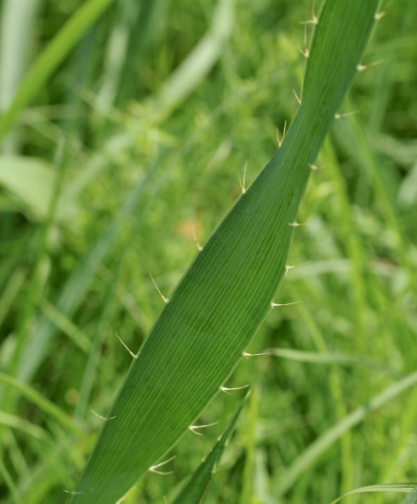 Close up of a single buttonsnake leaf which is about 0.5 inches wide, tapers toward the end, and has thin, sharp 0.25 inch long barbs.