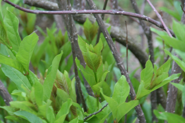 Photo of buttonbush leaves and stems.