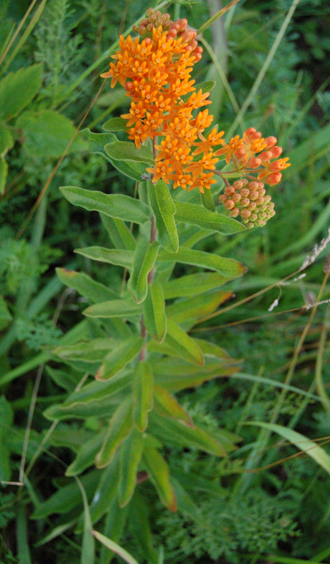 Butterflyweed entire plant. It is a single stem, with leaves offset around the stem, a cluster of flowers, and a cluster of flower buds.