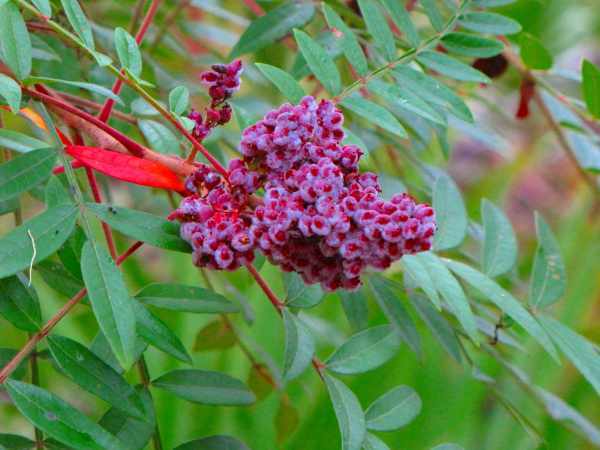 Photo of a stem of winged sumac berries, with some of the bush's leaves in the background.