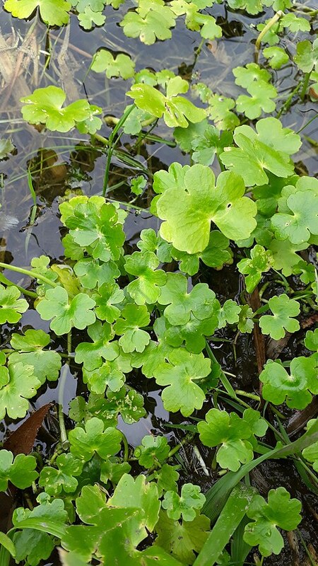 Photo of several marsh pennywort plants growing out of water.