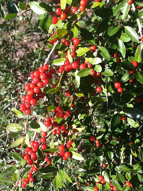 Photo depicting a portion of a Yaupon holly bush. Berries are bright red and scattered along the length of the branches, usually in clusters.