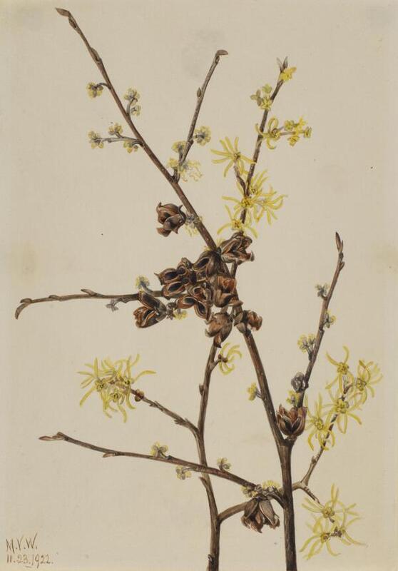 A drawing of two stems of witch hazel. Each stem has several small branches, with flowers attached. The  flowers are in varying stages of development, from bud to open flower to brown and dry looking seed pods