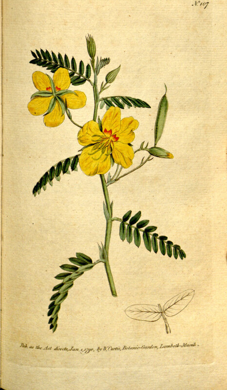 A drawing depicting a stem of partridge pea with several compound leaves, two yellow flowers, and two small seed pods.