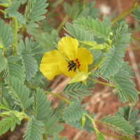A medium range photo of a single partridge pea flower,  surrounded by several compound leaves.