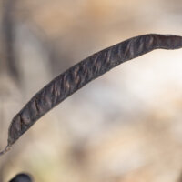 The background of the picture is blurred so the partridge pea seedpod is the only in focus item in the picture. It is dark brown and dry looking, perhaps ready for harvest. The surface texture is bumpy, giving a sense of how many seeds are inside the pod.