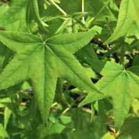 Several Sweetgum leaves. The leaves have 5 lobes, which are steep and pointed.