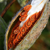 Photo of butterfly weed seedpod. The seedpod's outer shell is split open so the seeds inside are revealed. Each tear-drop shaped seed has a bright orange edge with a dark orange center, and is attached to several white silk filaments.