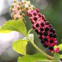 A photo of the pokeweed fruit with a few leaves visible.