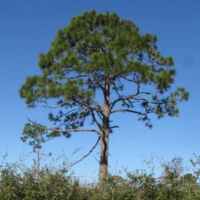 Photo of Slash Pine tree. The photo is taken from enough of a distance that the entire tree is visible. The branches start about halfway up the trunk and form a domed shape.