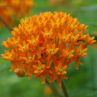 Photo of butterflyweed flowers. Individual flowers are small, orangey-red with yellowish-green centers. The flowers are clustered together at the end of a stem, forming a domed shape.