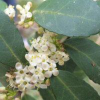 Photo of Yaupon Holly Flowers. The flowers are small, four-petaled, white with yellow centers and clustered together on a branch.