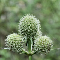 Three button snake root flowers on a single stem