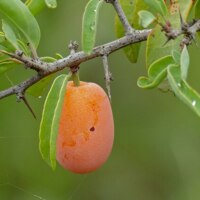 A photo depicting a single tallow wood fruit hanging from a branch, with several leaves visible. The fruit is an oblong shape, yellow where it attaches to the branch, shading into peach and pink.