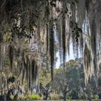 Spanish moss hanging from a tree branch