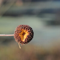 Photo of buttonbush fruit on the end of a branch, with the background blurred. The fruit is a hard spherical ball made up of many tiny nuts.
