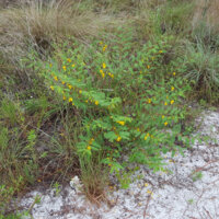 A partridge pea plant growing in sandy area on the border of a grassy land. A variety of grasses are growing behind the partridge pea, but the entire partridge pea bush with multiple stems and flowers is centered in the image.