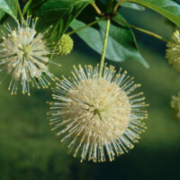 Photo of a buttonbush flower cluster. It is hanging down from a branch and is spherical. It has a solid looking center that is made of many small flowers, with a fringe of pistils extending beyond the flower petals.