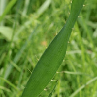 Close up of a single buttonsnake leaf which is about 0.5 inches wide, tapers toward the end, and has thin, sharp 0.25 inch long barbs.