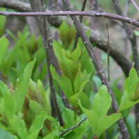 Photo of buttonbush leaves and stems.