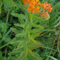 Butterflyweed entire plant. It is a single stem, with leaves offset around the stem, a cluster of flowers, and a cluster of flower buds.
