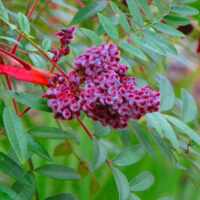 Photo of a stem of winged sumac berries, with some of the bush's leaves in the background.