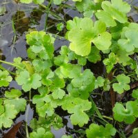 Photo of several marsh pennywort plants growing out of water.