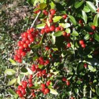 Photo depicting a portion of a Yaupon holly bush. Berries are bright red and scattered along the length of the branches, usually in clusters.
