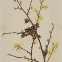 A drawing of two stems of witch hazel. Each stem has several small branches, with flowers attached. The  flowers are in varying stages of development, from bud to open flower to brown and dry looking seed pods