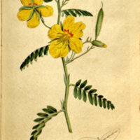 A drawing depicting a stem of partridge pea with several compound leaves, two yellow flowers, and two small seed pods.