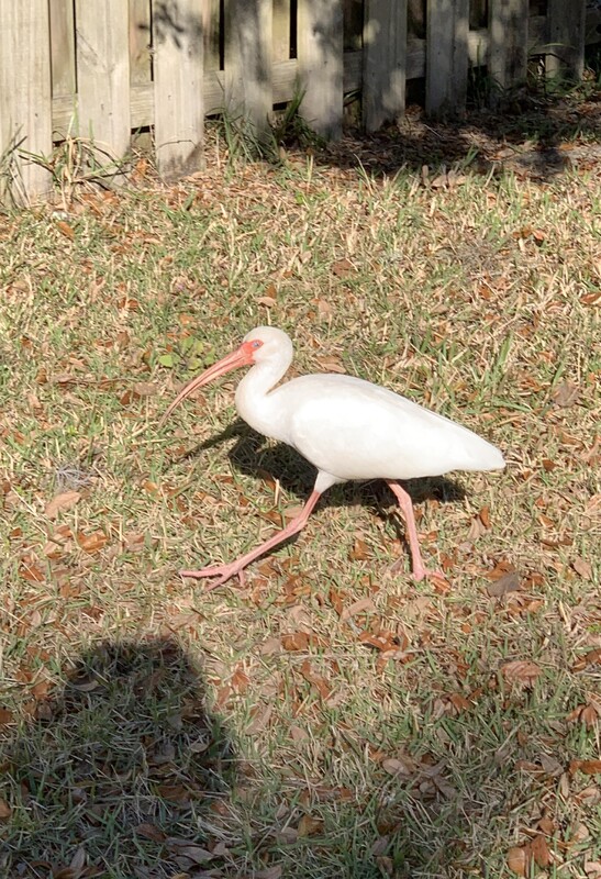 American White Ibis